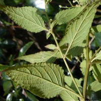 Cyanthillium hookerianum (Arn.) H.Rob.